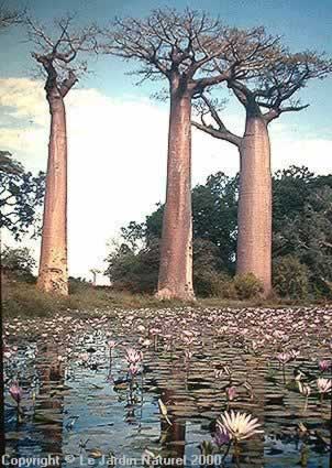 Madagascar baobab - Adansonia grandidieri