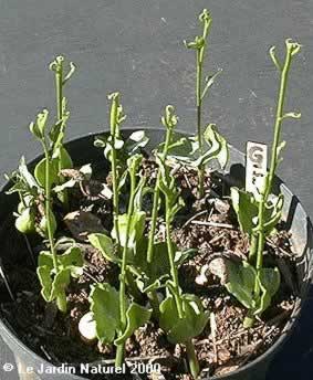 baobabs germination