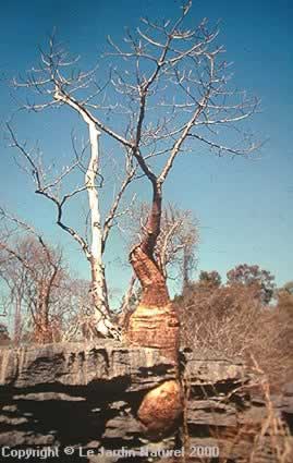 Adansonia ahora bien baobab