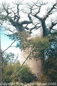 Adansonia ahora bien baobab