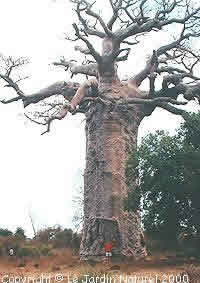 Adansonia ahora bien baobab