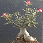 Adenium naturale