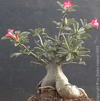 Adenium ou Rose du désert