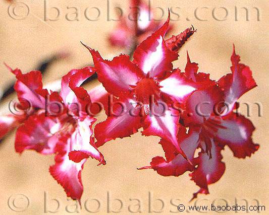 adenium obesum multiflorum