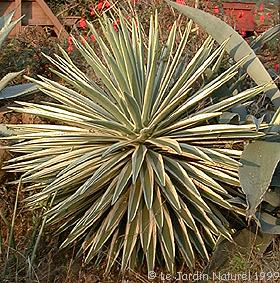 Agave angustifolia marginata