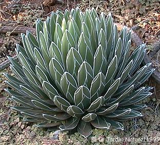 Agave victoria reg