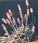 Aloe jacksonii