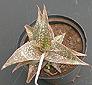 Aloe rauschii