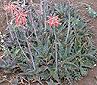 Aloe saponaria