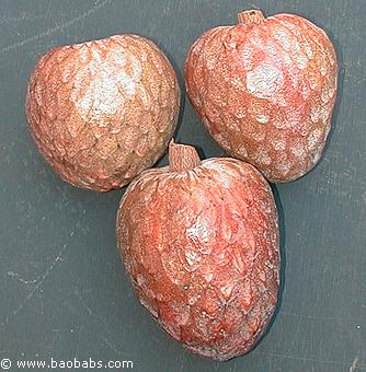 Annona reticulata