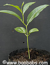 Adansonia madagascariensis, malagasy baobab, seedling