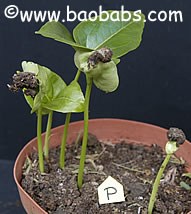 Adansonia perrieri, malagasy baobab, the rarest baobab, seedlings