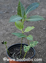 Adansonia za, malagasy baobab, seedlings