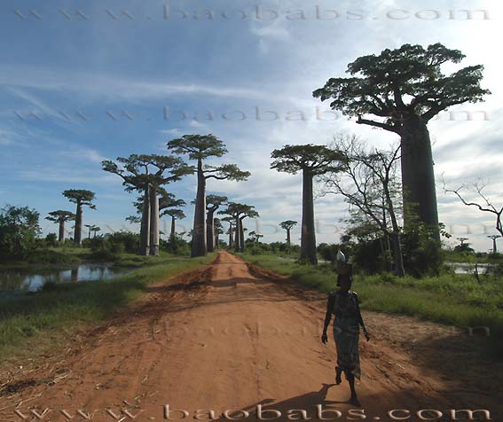Baobabes - Madagascar