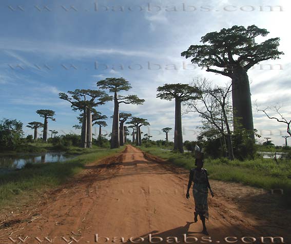 Adansonia grandidieri in Morondava