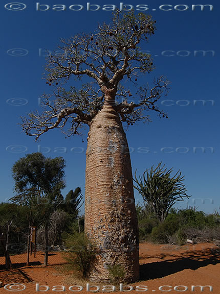 Adansonia or baobab