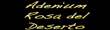 Adenium
