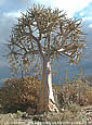 Aloe dichotoma