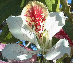 Bauhinia monandra - Arbre  orchides