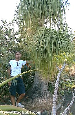 nolina or beaucarnea