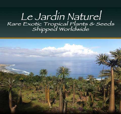 Tropical plants and seeds