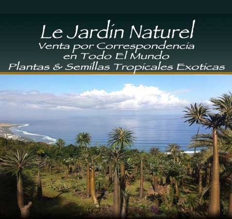 Plantes et Graines Tropicales