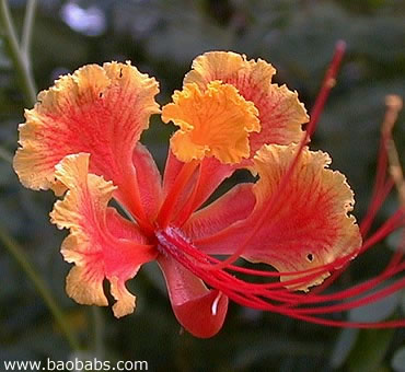 Caesalpinia pulcherrima