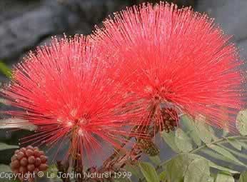 Calliandra