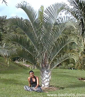 Palmier Dypsis decaryi