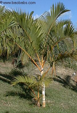 Dypsis lutescens