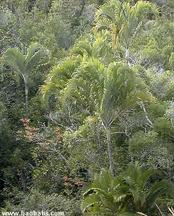 Dypsis sohoensis