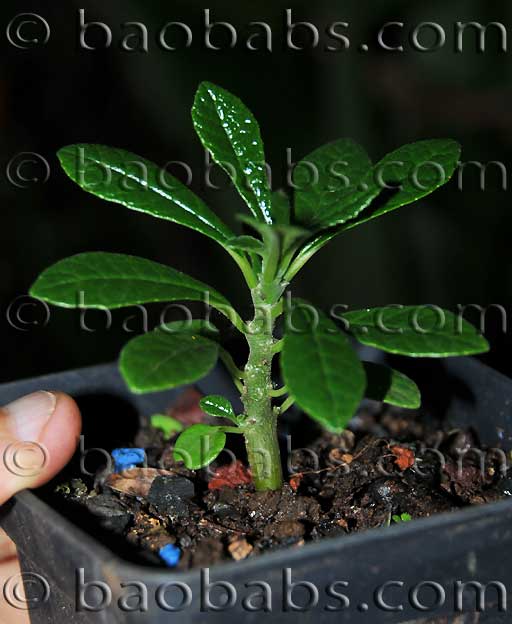 Dorstenia gigas seedling