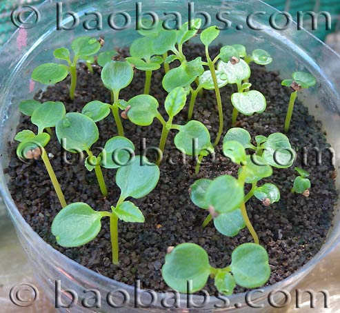 Dorstenia gigas seedlings