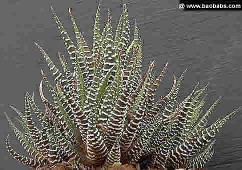 Haworthia