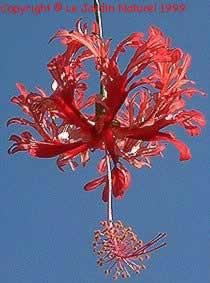 Hibiscus schizopetalus