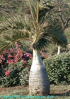 Bottle Palm of Mauritius Island