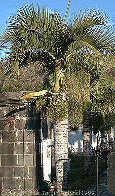 Palmera Mascarena