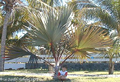 Palmera Latania lontaroides o "Latanier Rojo"