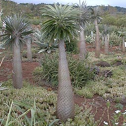 pachypodium lamerei