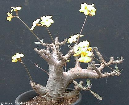 pachypodium rosulatum