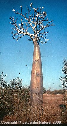 Pachypodium rutenbergianum