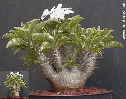 pachypodium