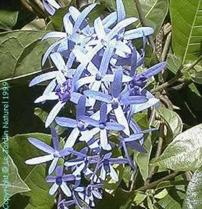 Petrea volubilis