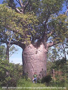 Adansonia gibbosa aka Adansonia gregorii