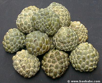 Annona squamosa