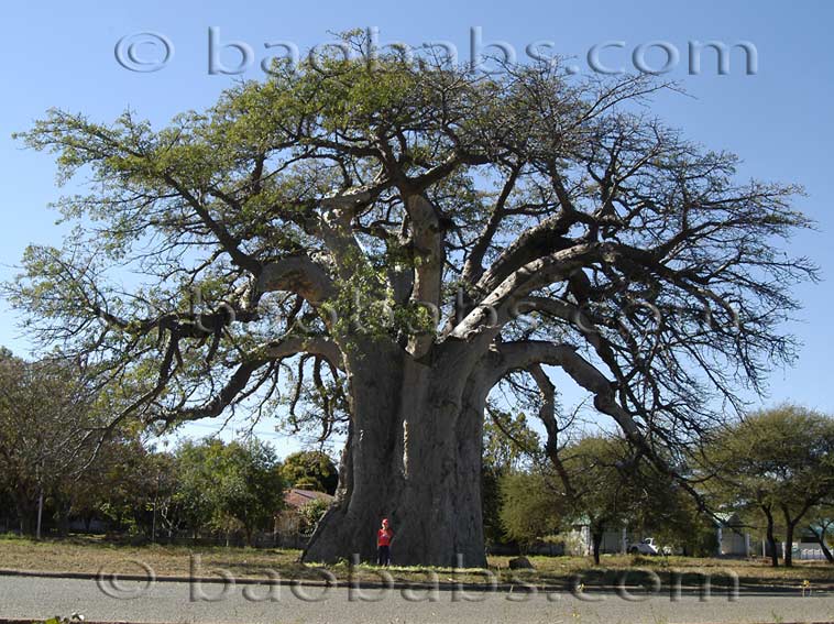 Adansonia digitata