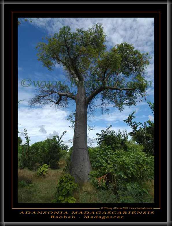 Adansonia madagascariensis poster