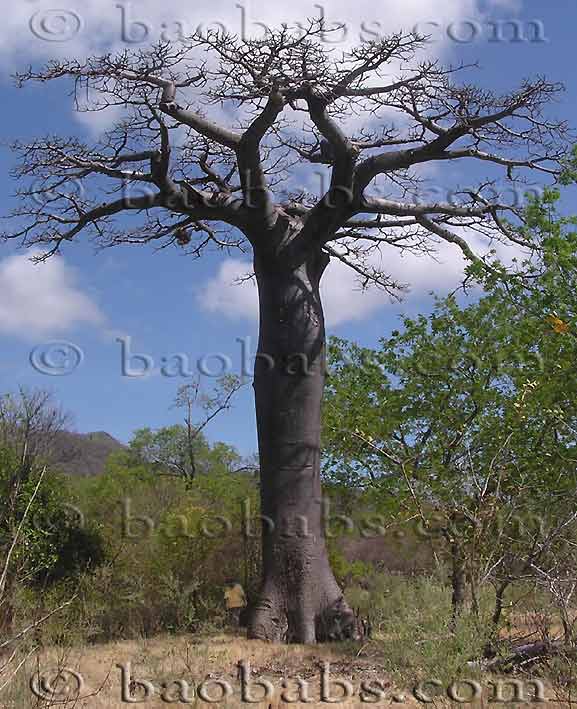 Adansonia suarezensis