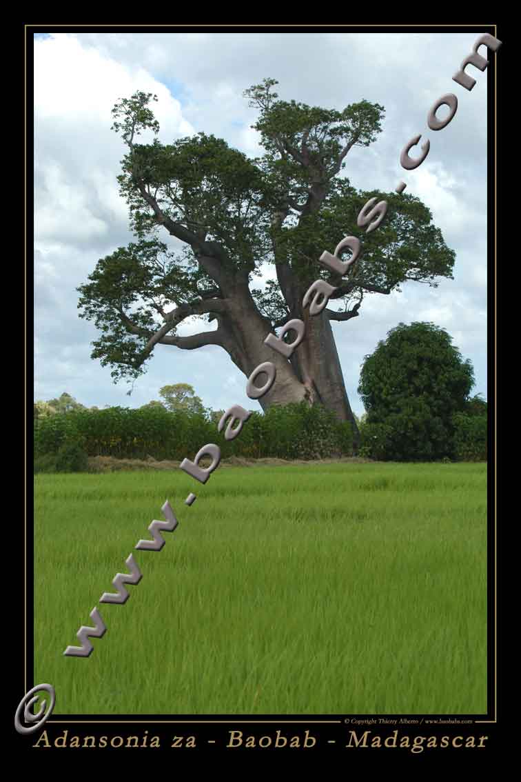 ADANSONIA ZA I