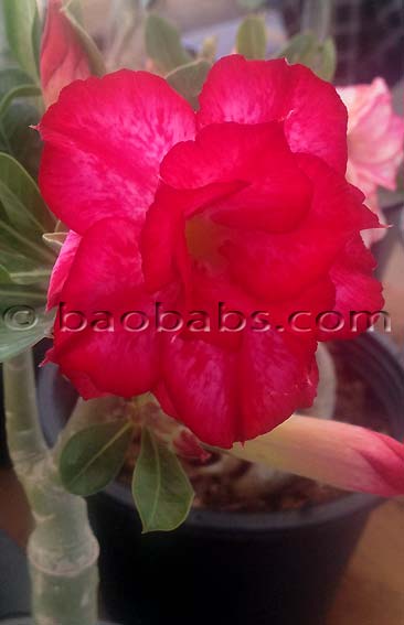 Adenium DBL RED